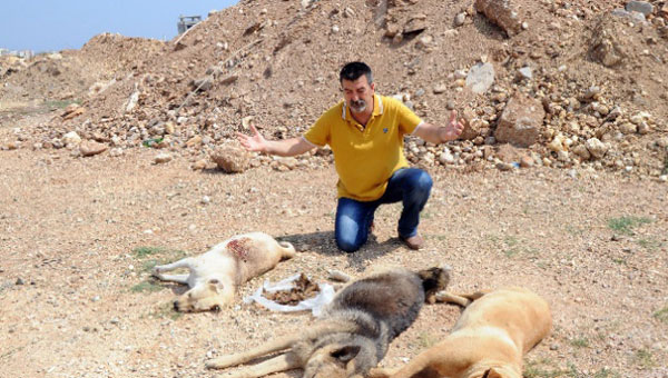 Mersin'de köpek katliamı!