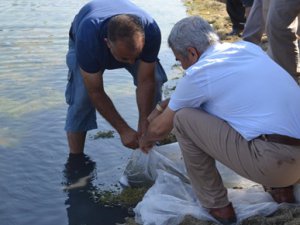 Tarsus'ta gölete 25 bin yavru balık bırakıldı