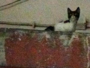 Mersin'de mahsur kalan kedi bir haftadır kurtarılamıyor