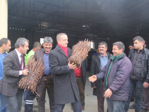 Mut Belediyesi, çiftçiye 70 bin asma anacı fidanı dağıttı