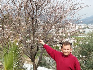 Bozyazı'da badem ağaçları çiçek açtı