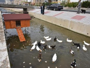 Anamur Belediyesi'nin Ördek Evi Yerleştirildi