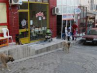 Mut'ta başıboş sokak köpekler toplanıyor