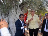 Karatay: Zeytin ağacının bir dalını bile kesmek cinayettir