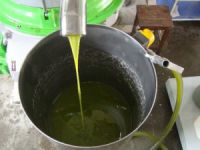 Mersin'de zeytin üreticisi altın yılını yaşayacak