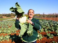 Mezitli Belediyesi 'doğal Tohumlar' Üretiyor