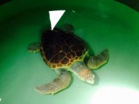 Mersin Büyükşehir Belediyesi 35. Uluslararası Deniz Kaplumbağaları Sempozyumu’na katıldı