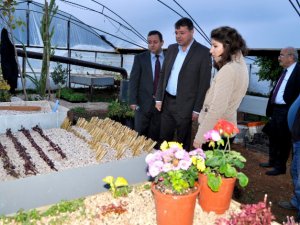 Silifke Belediyesi yılda 100 binin üzerinde bitki ve çiçek üretiyor