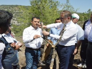 Yabani Zeytinler Aşılanarak Ekonomiye Kazandırılıyor