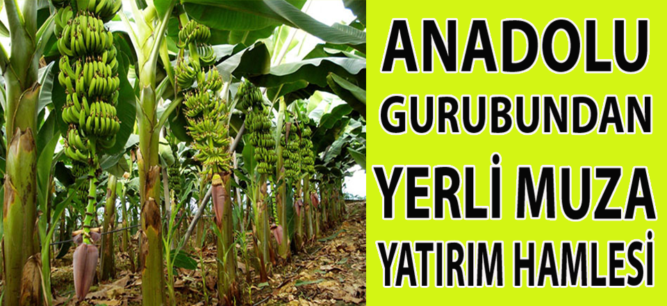 ANADOLU GURUBUNDAN YERLİ MUZA YATIRIM