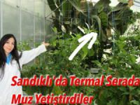 Afyonkarahisar'da Muz Yetiştirdiler